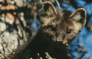 A marten. (Alaska Department of Fish and Game image.)
