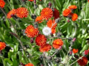 Orange hawkweed (invasives.org photo)