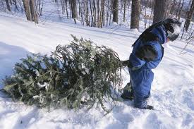 Christmas tree cutting areas on Revilla identified