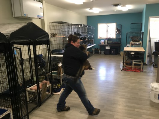 An animal shelter employee takes a cat to an exam room in the upstairs cat area of the shelter, which is undergoing interior renovations. (Photo by Leila Kheiry)