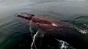 A tangled humpback whale was rescued by a group of Ketchikan good Samaritans this week. (Photo by Oscar Hopps)