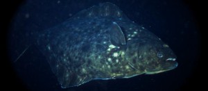 Longline fleet awaits word on fishing season start