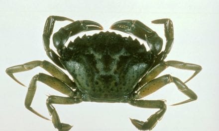 Invasive European green crabs are expanding their territory in Southeast Alaska