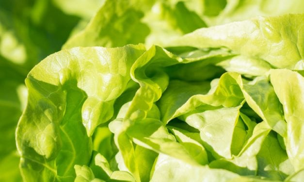 Tips on organic gardening, rhodedendron care, and more