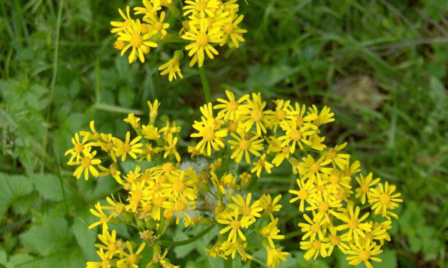Group works to tackle invasive plants