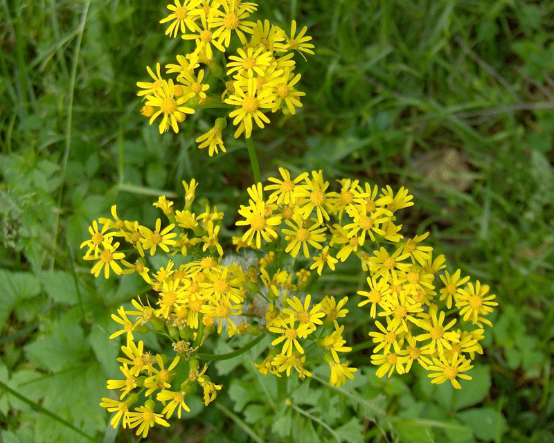 Group works to tackle invasive plants