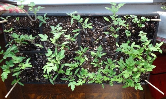 Gardening Tips – Seedling care