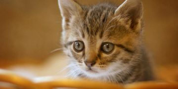 National nonprofit to bring free spay and neuter services to Prince of Wales Island in August