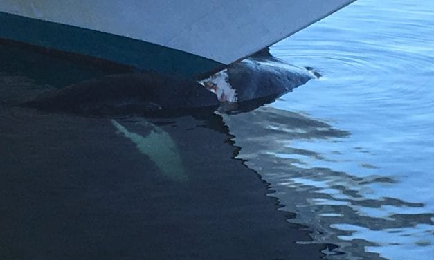 No new information on last week’s humback whale death