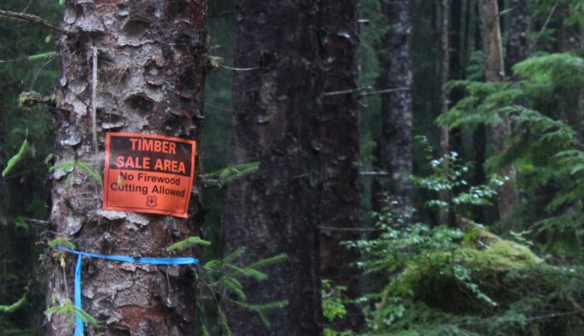 A timber sale sign is posted in the Tongass National Forest on Prince of Wales Island. The state is in court again, trying to end the U.S. Forest Service's roadless rule, which limits logging and other development in the Tongass. (KRBD file photo)