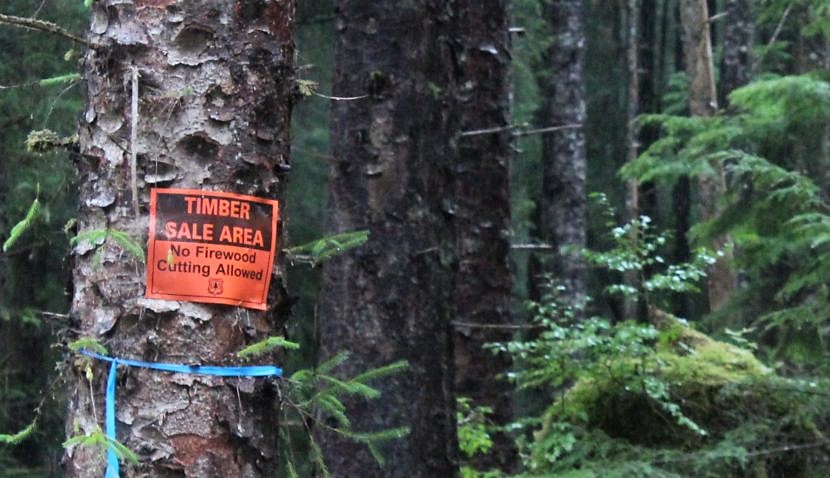 A timber sale sign is posted in the Tongass National Forest on Prince of Wales Island. The state is in court again, trying to end the U.S. Forest Service's roadless rule, which limits logging and other development in the Tongass. (KRBD file photo)