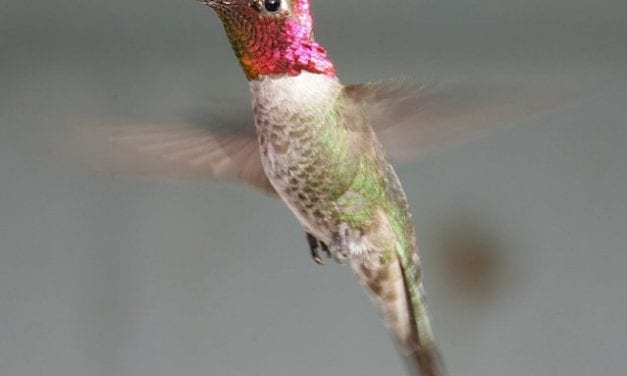 Winter birding
