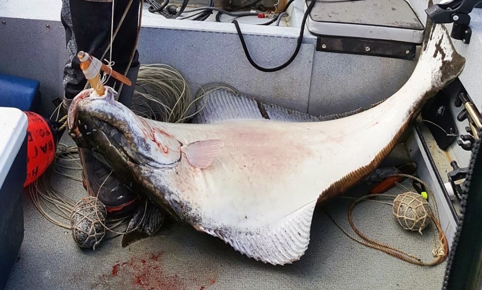 Klawock elder, grandson, to accept halibuthook award KRBD