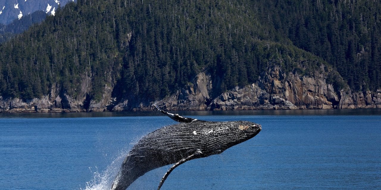 Whale encounters topic of next Ask UAS presentation