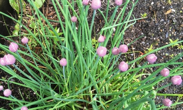 Gardening tips on drought and harvesting