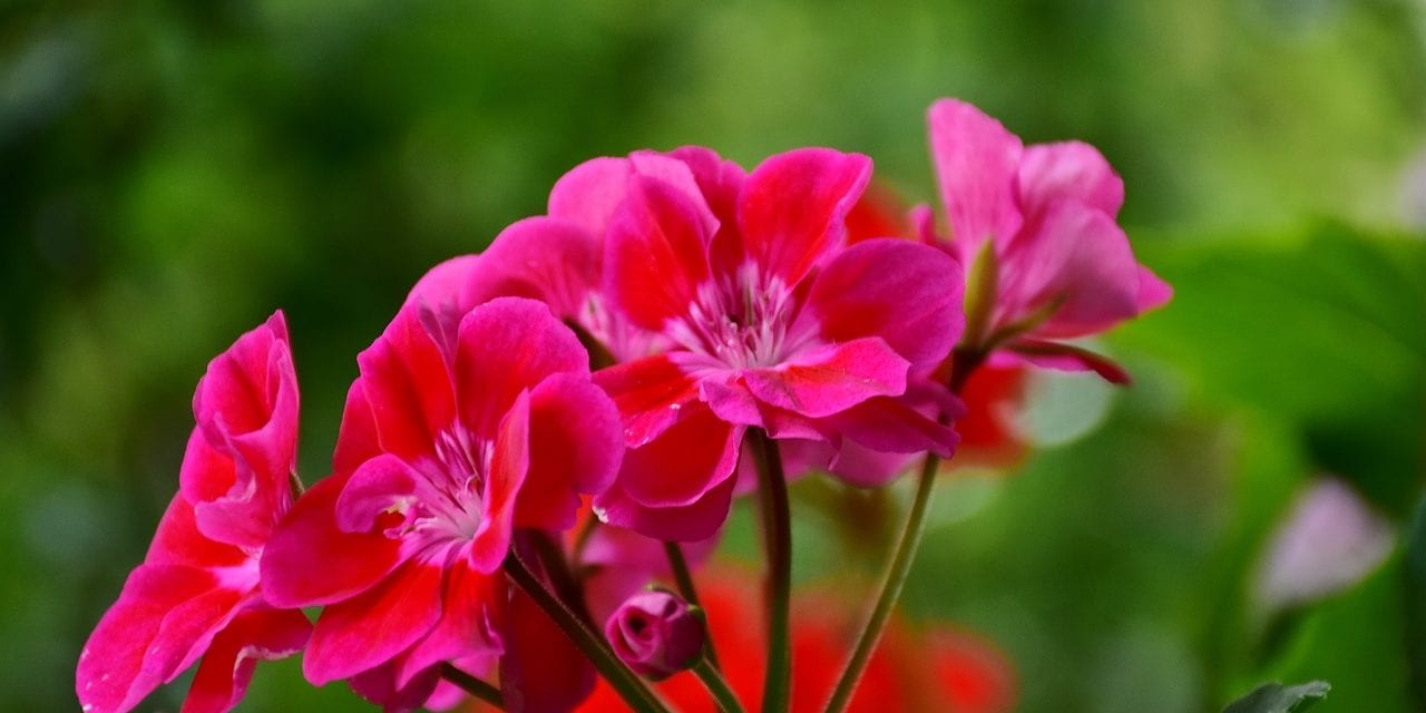 Gardening tips for blooms, herbs, geraniums and more