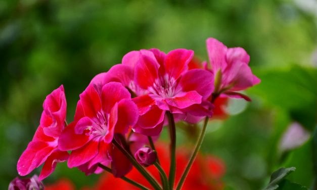 Gardening tips for blooms, herbs, geraniums and more