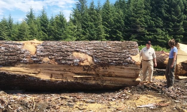 Tongass ‘timber sale’ nearing the finish line