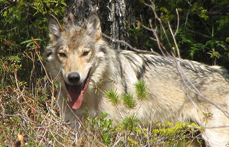 Southeast Alaska’s wolves are not picky eaters, study finds