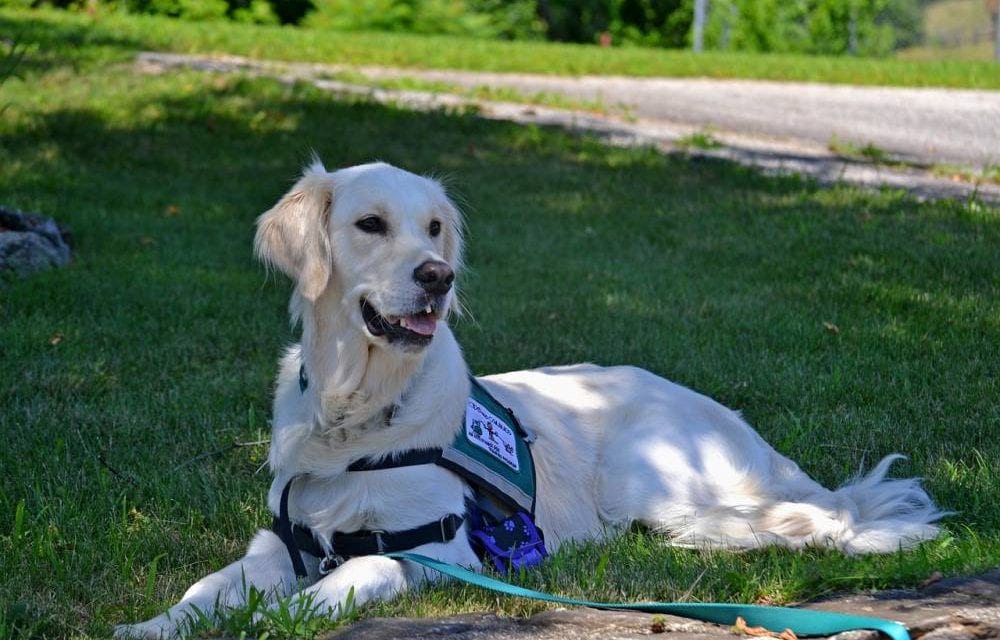 Service animals, emotional support animals and the ADA