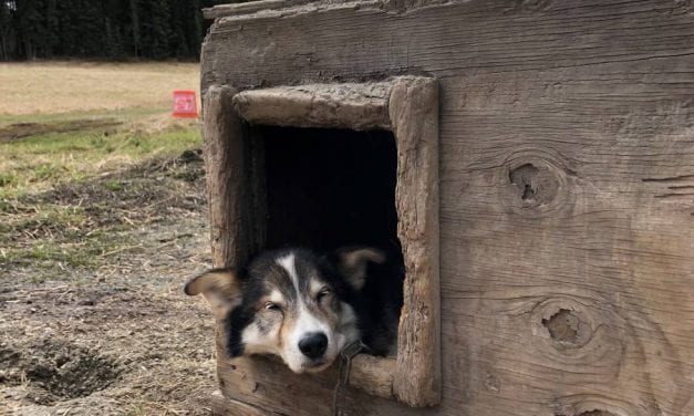 Retired sled dog caught after three weeks on the run