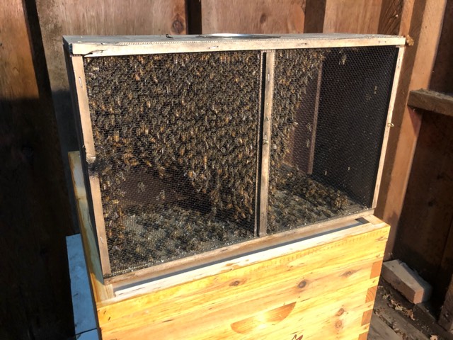 Success raising honey bees in Southeast Alaska - KRBD
