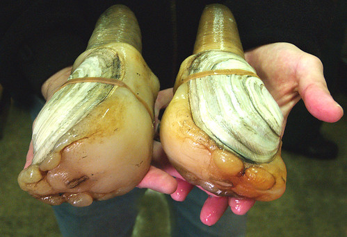 This undated U.S. Department of Agriculture photo shows two typical geoduck clams. (CC BY-ND 2.0)