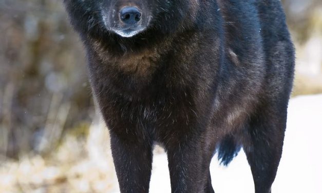 Wildlife advocates urge Forest Service to protect wolves on Prince of Wales Island