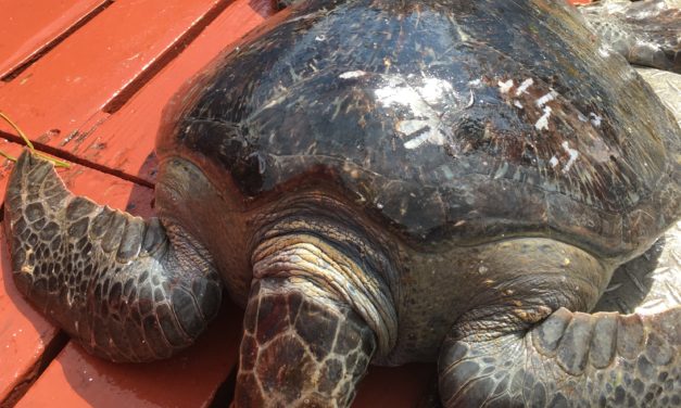 Seiners rescue an unlikely visitor