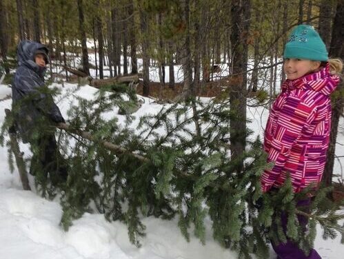 Tongass National Forest Christmas tree cutting guidelines released