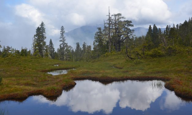 Ketchikan’s City Council wants to defend Trump administration’s Roadless Rule rollback in court