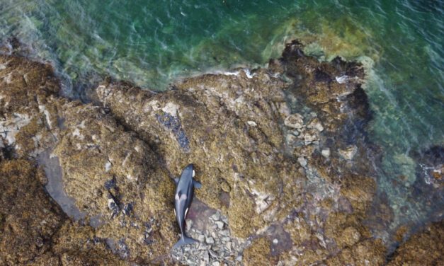 Stranded killer whale on Prince of Wales Island frees itself on incoming tide