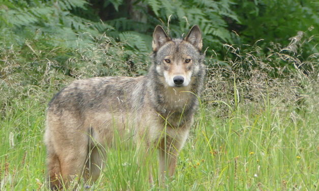 Feds to consider protections for Southeast Alaska’s wolves
