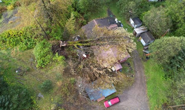 Hurricane-force low pressure system topples power lines and trees on Prince of Wales Island