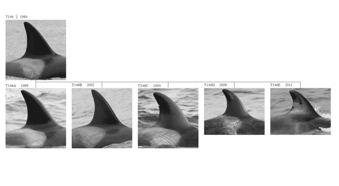 Meet T146D, the orca that freed itself from a stranding on Prince of