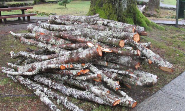 Periodic closures while trees removed from Ketchikan’s City Park