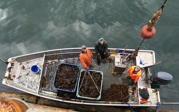 Biden administration pledges $500,000 to design new mariculture facility on Prince of Wales Island