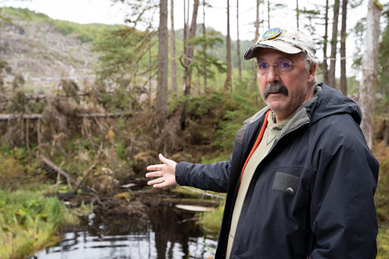 Alaska Department of Fish and Game fisheries biologist Mark Minnillo gestures toward trees felled by wind in Yatuk Creek northeast of Naukati Bay on Prince of Wales Island in September 2021. State forestry regulations allow loggers to cut trees as close as 66 feet from salmon-bearing waterways — much closer than is allowed on federal forestland. 