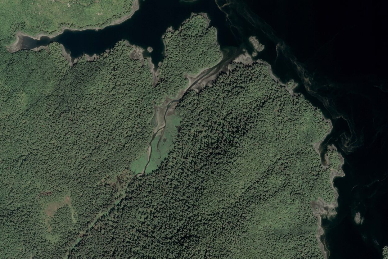 Clear-cut logging of old-growth trees near Naukati. 