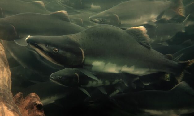 Ketchikan’s tribe asks federal board to expand subsistence hunting and fishing opportunities