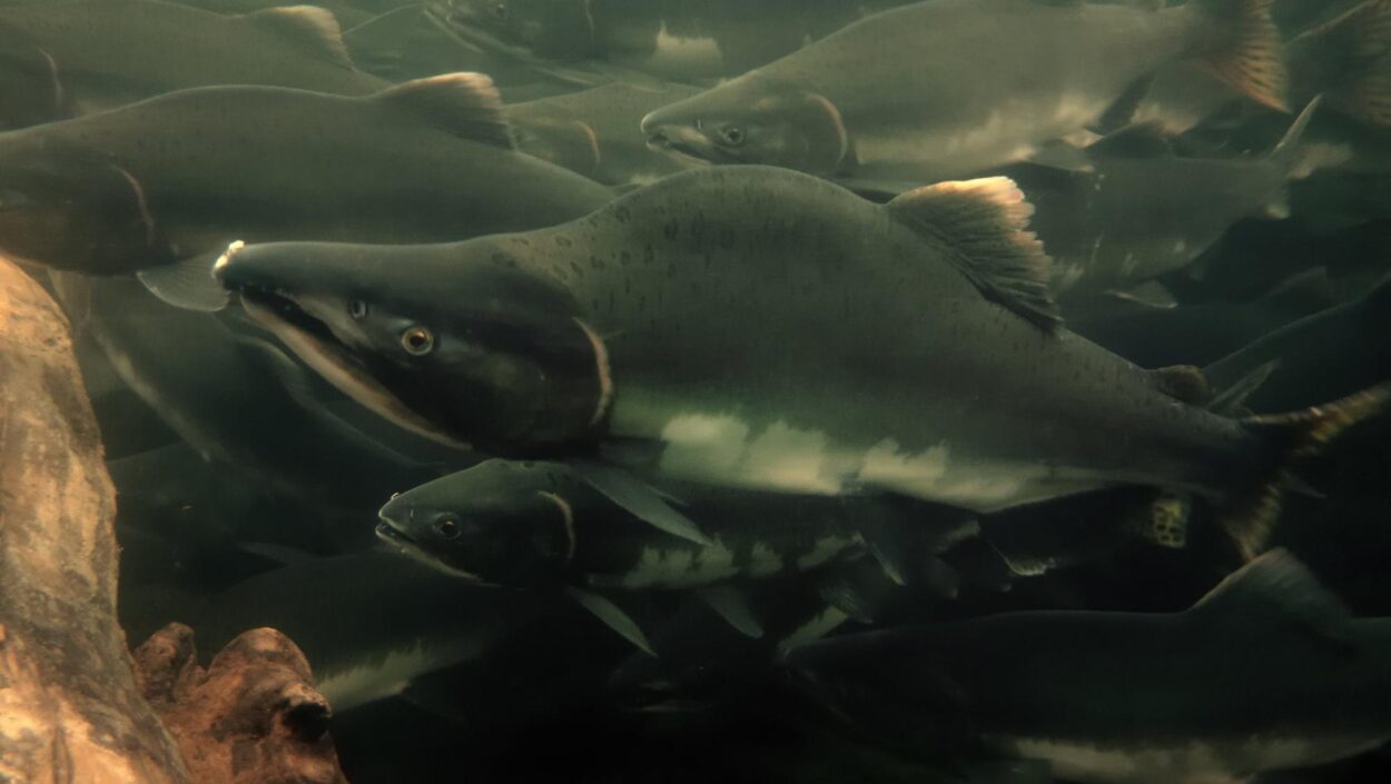 Pink salmon swim in the Tongass National Forest.