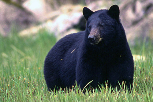 Tips on staying safe in bear country