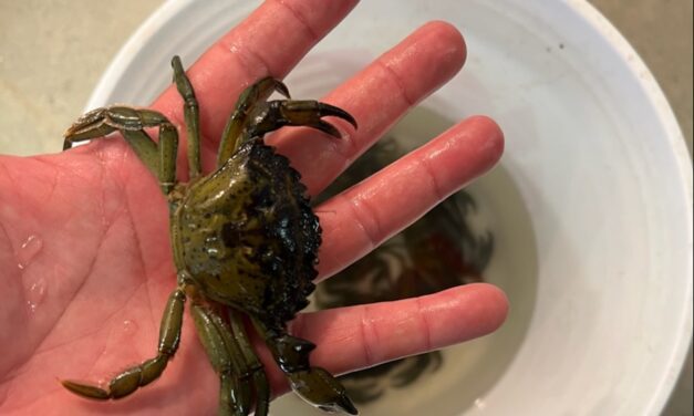Metlakatla researchers document Alaska’s first live European invasive crabs days after first shells are found