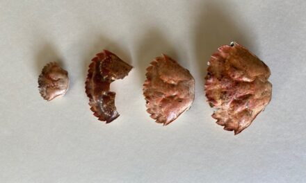 Evidence of invasive green crabs found near Metlakatla, the first confirmed sighting in Alaska