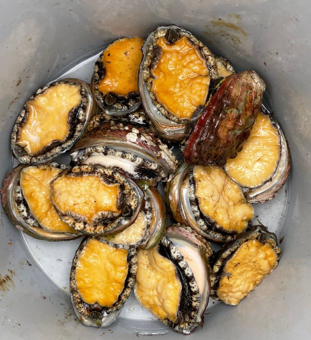 Alaska abalone population, important to Indigenous traditions, gets new  attention