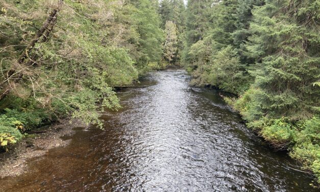 Restoration work comes to an end on Margaret Creek, heavily logged bear-viewing spot north of Ketchikan