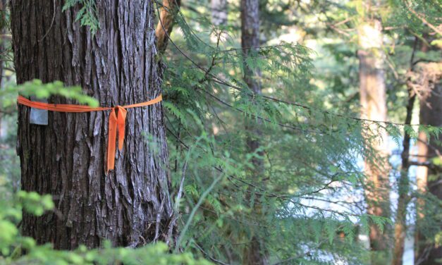 Whale Pass residents seek last-second halt to state timber sale uphill from town