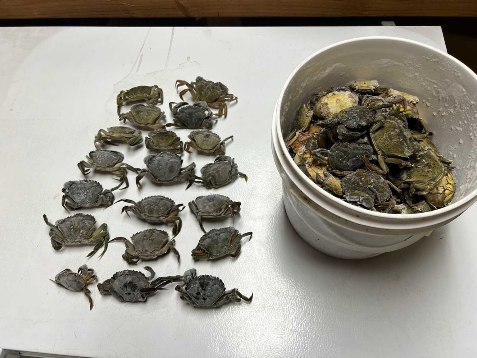 Months after first sighting, Metlakatla is now catching dozens of