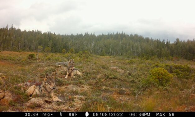 ADF&G releases 2023 GMU2 wolf harvest numbers