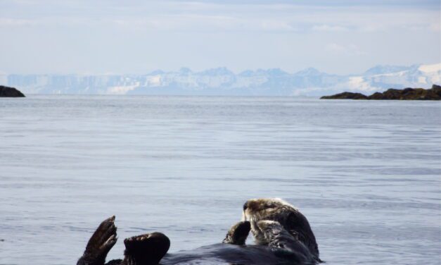 As sea otter numbers climb, Southeast Alaska fishermen and elected leaders call for population management
